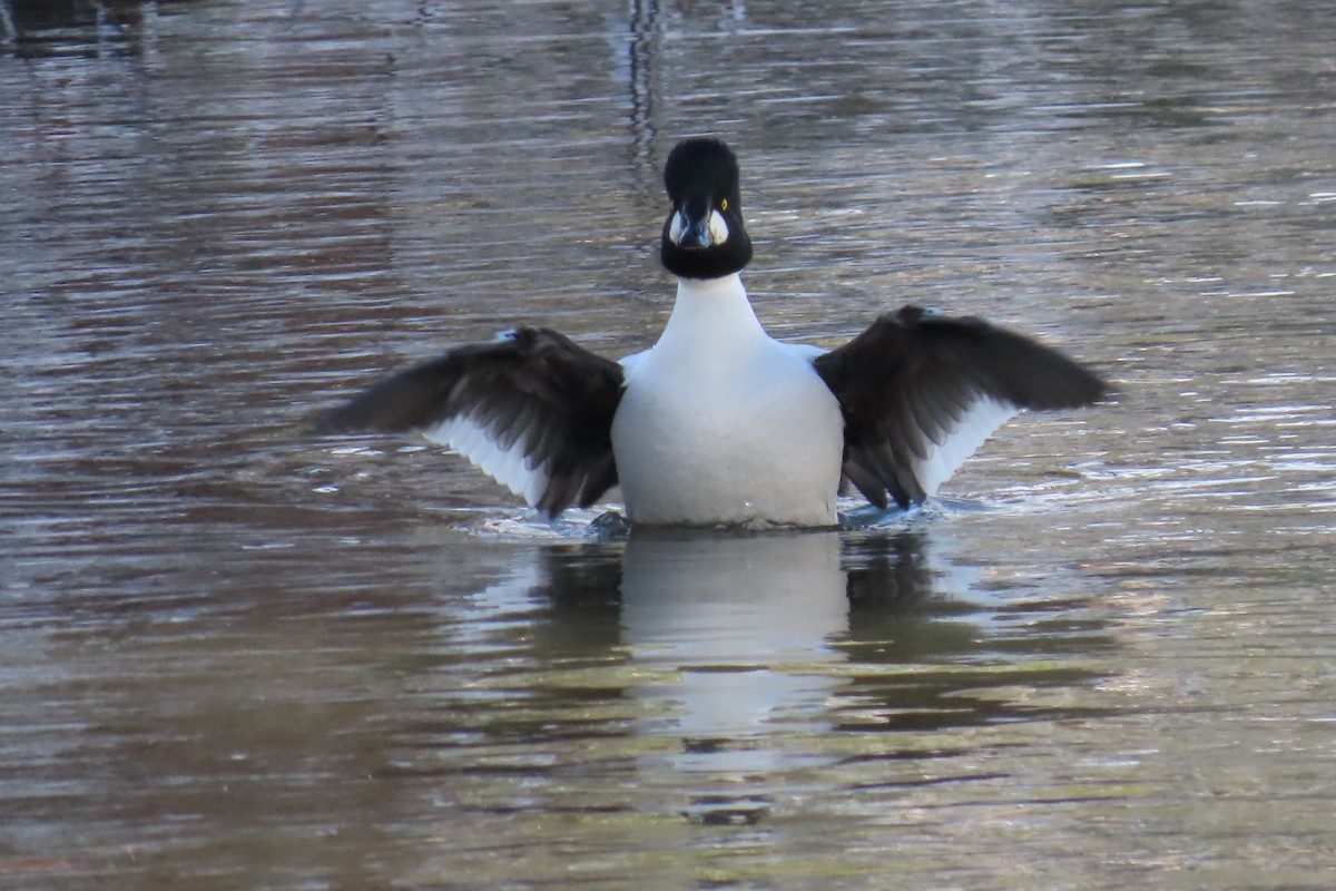 Common Goldeneye - ML510010551