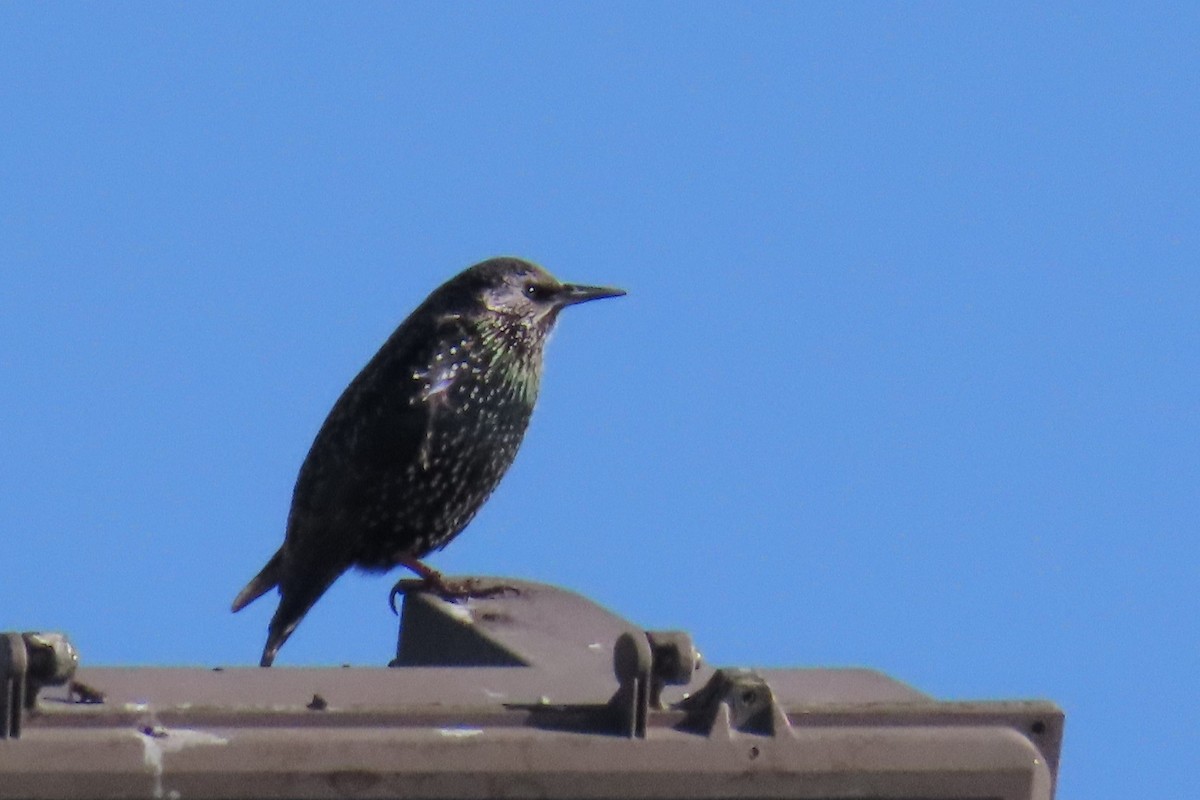 European Starling - ML510010681