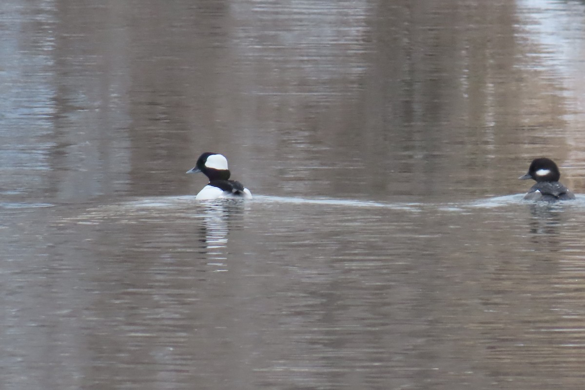 Bufflehead - ML510011091
