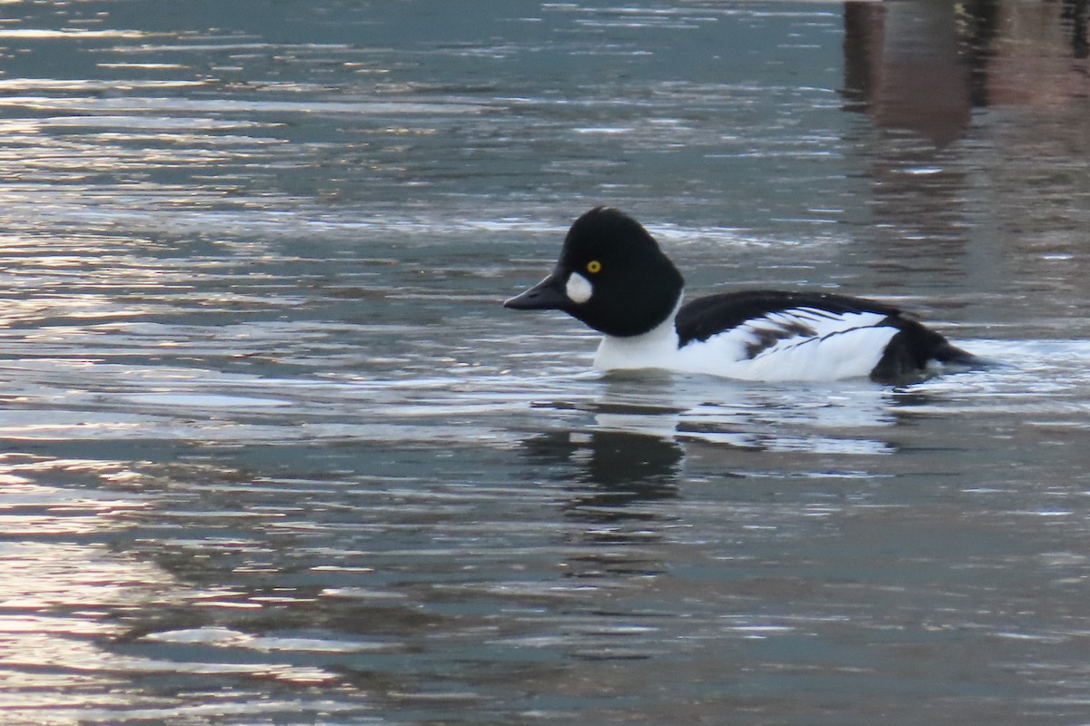 Common Goldeneye - ML510011271