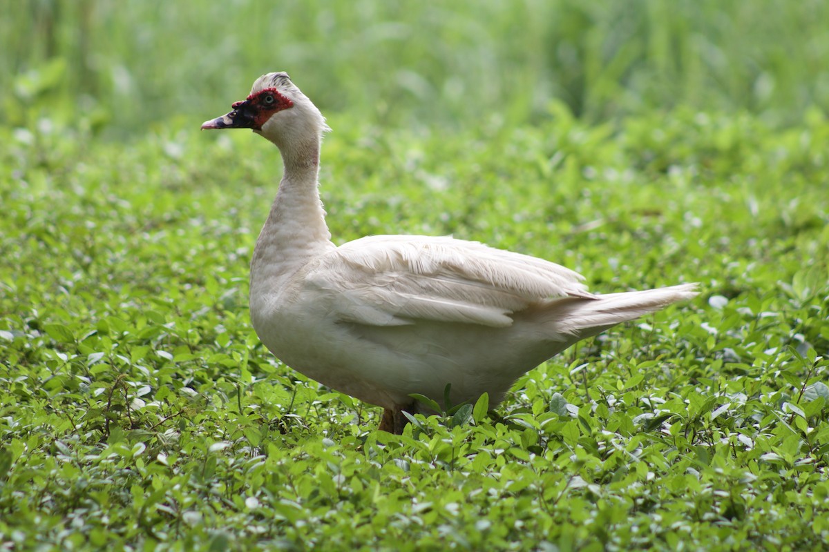 Muscovy Duck (Domestic type) - Simón Santos