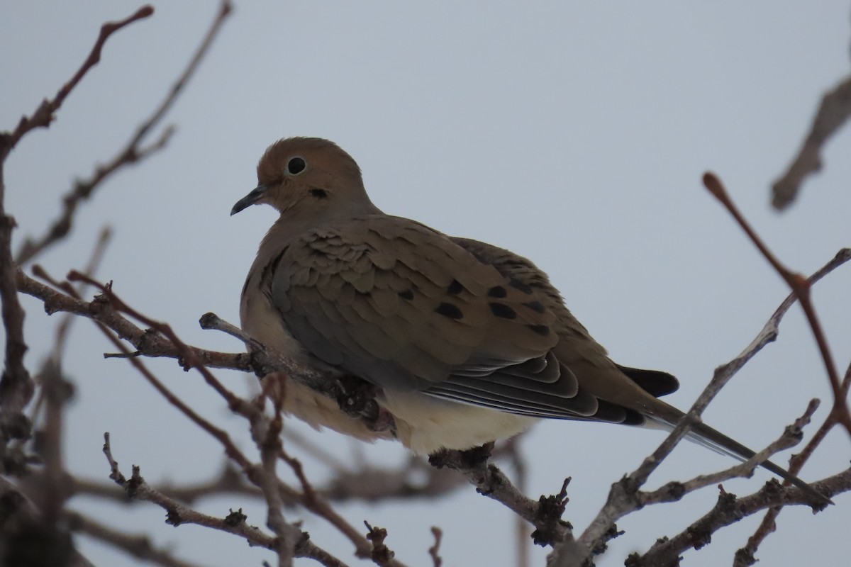 Mourning Dove - ML510011511