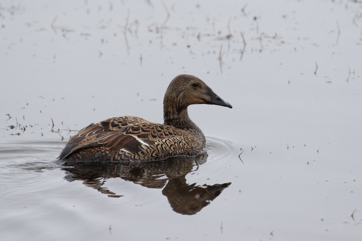 King Eider - ML510011751