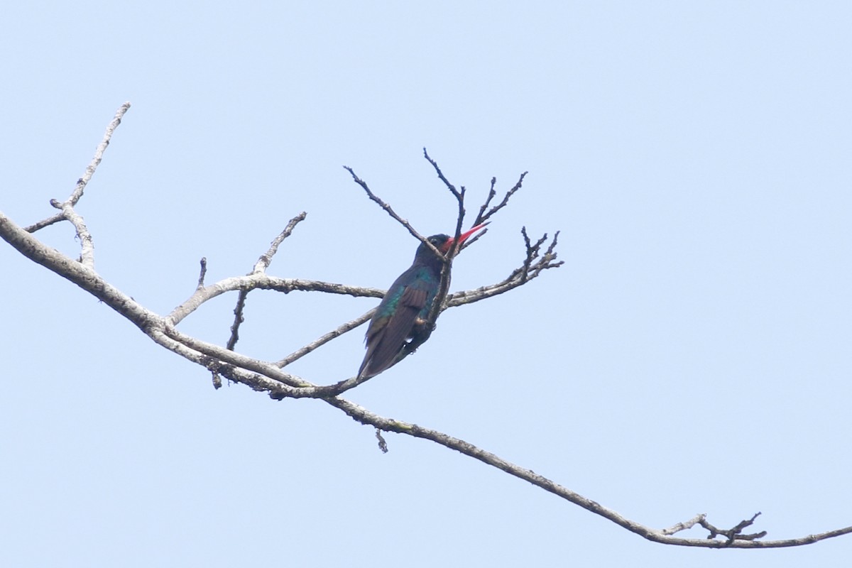 White-chinned Sapphire - ML510012761