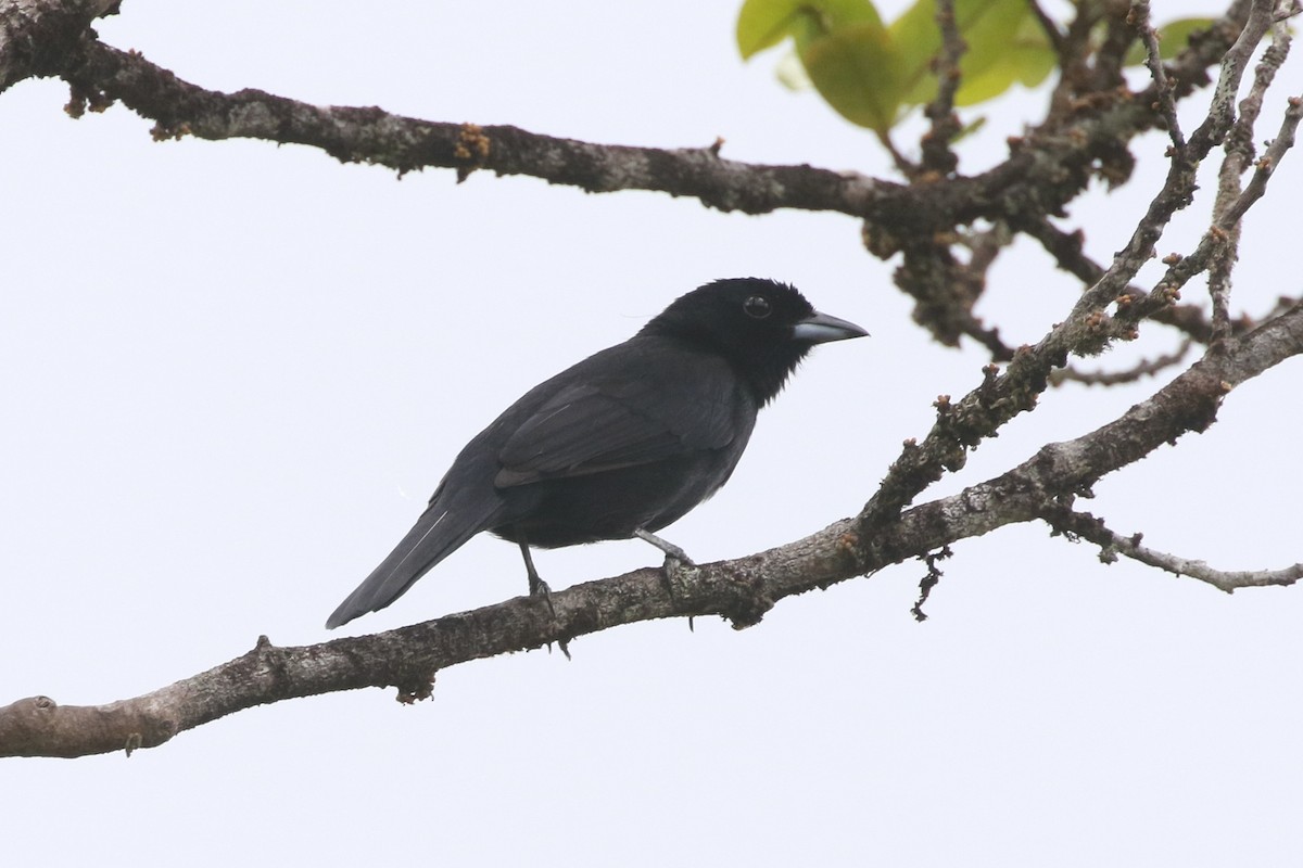 Red-shouldered Tanager - ML510013451