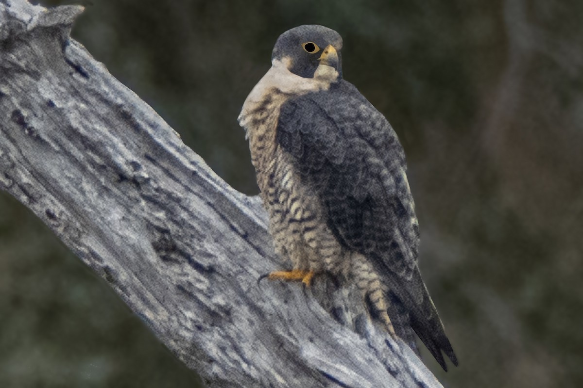 Halcón Peregrino - ML510013861