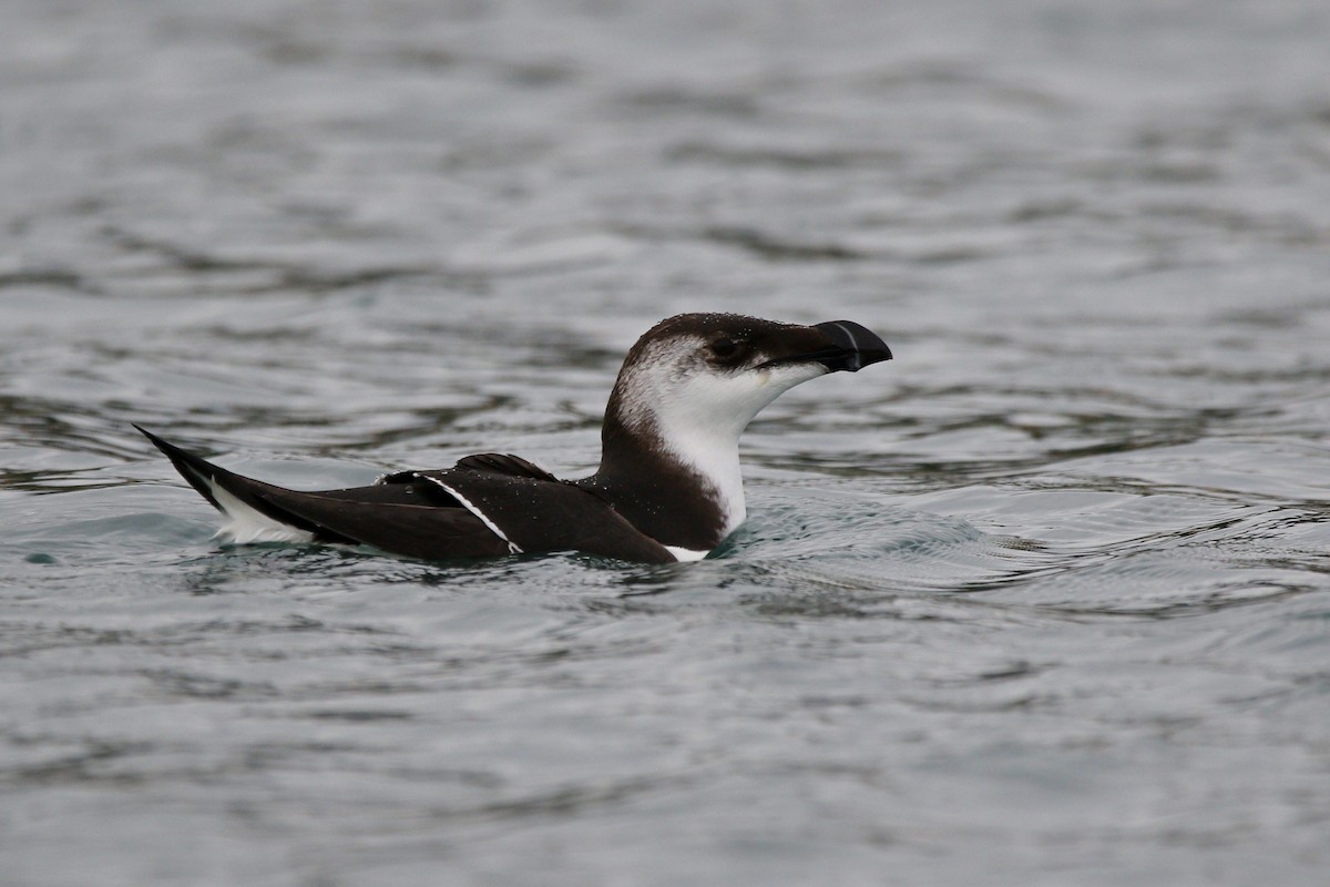 Razorbill - ML510014011