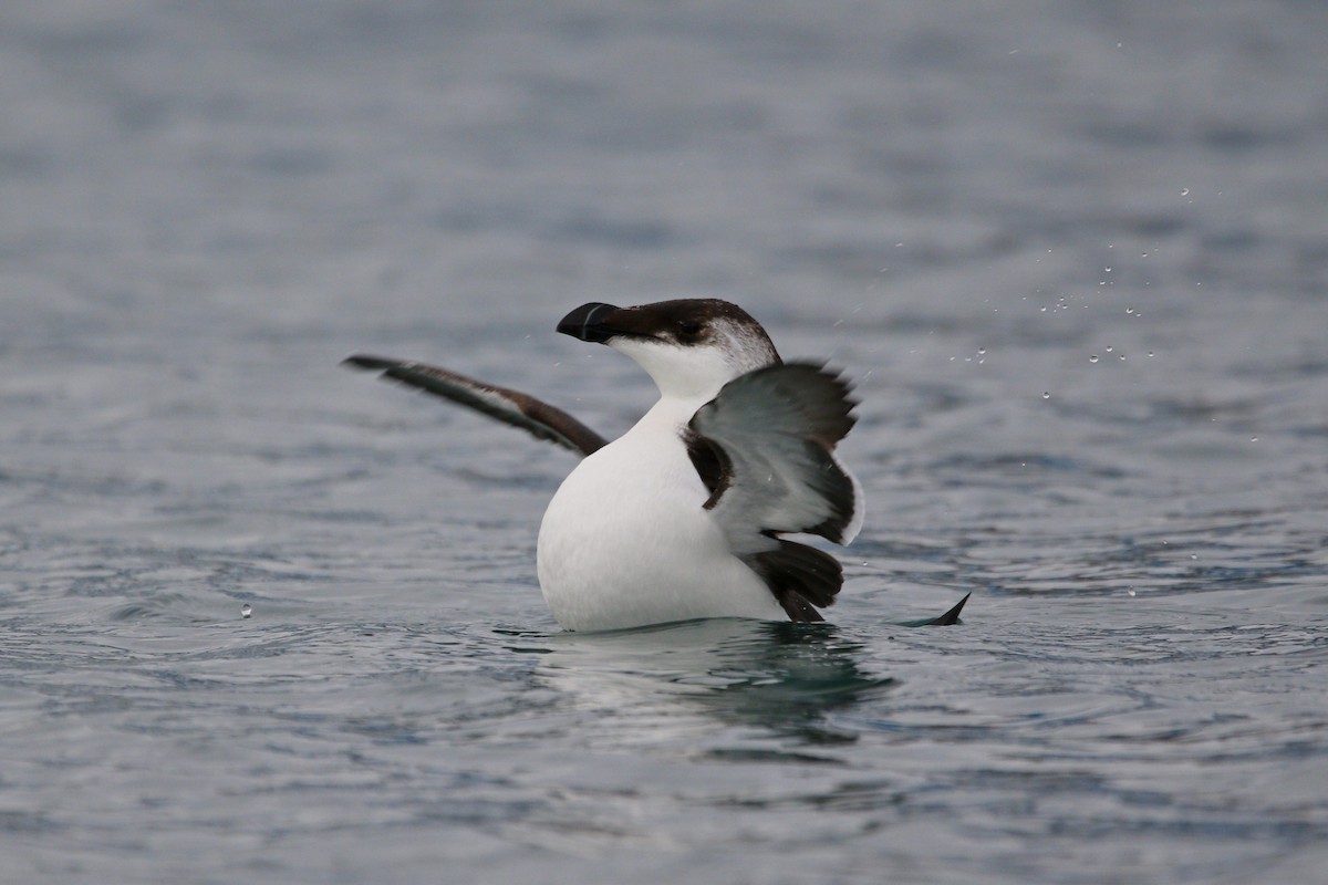 Razorbill - ML510014021