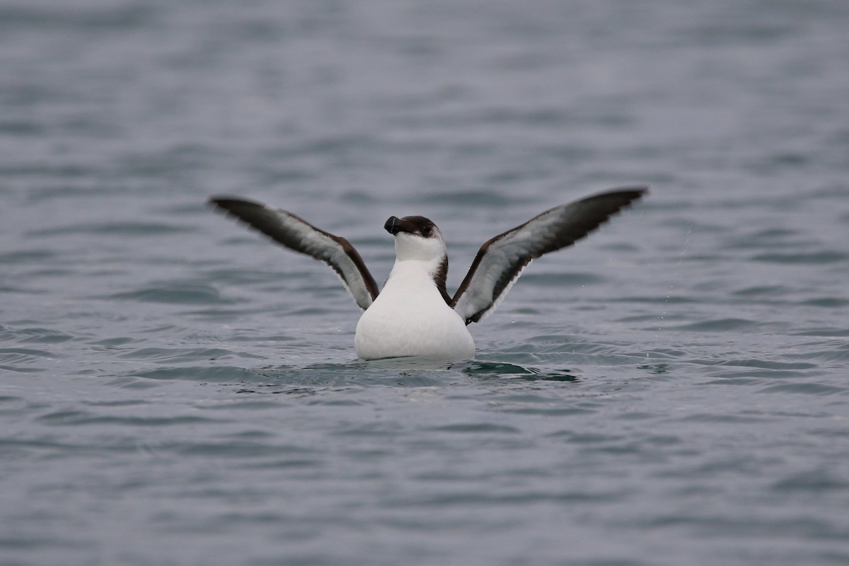 Razorbill - Tasos Tsonis