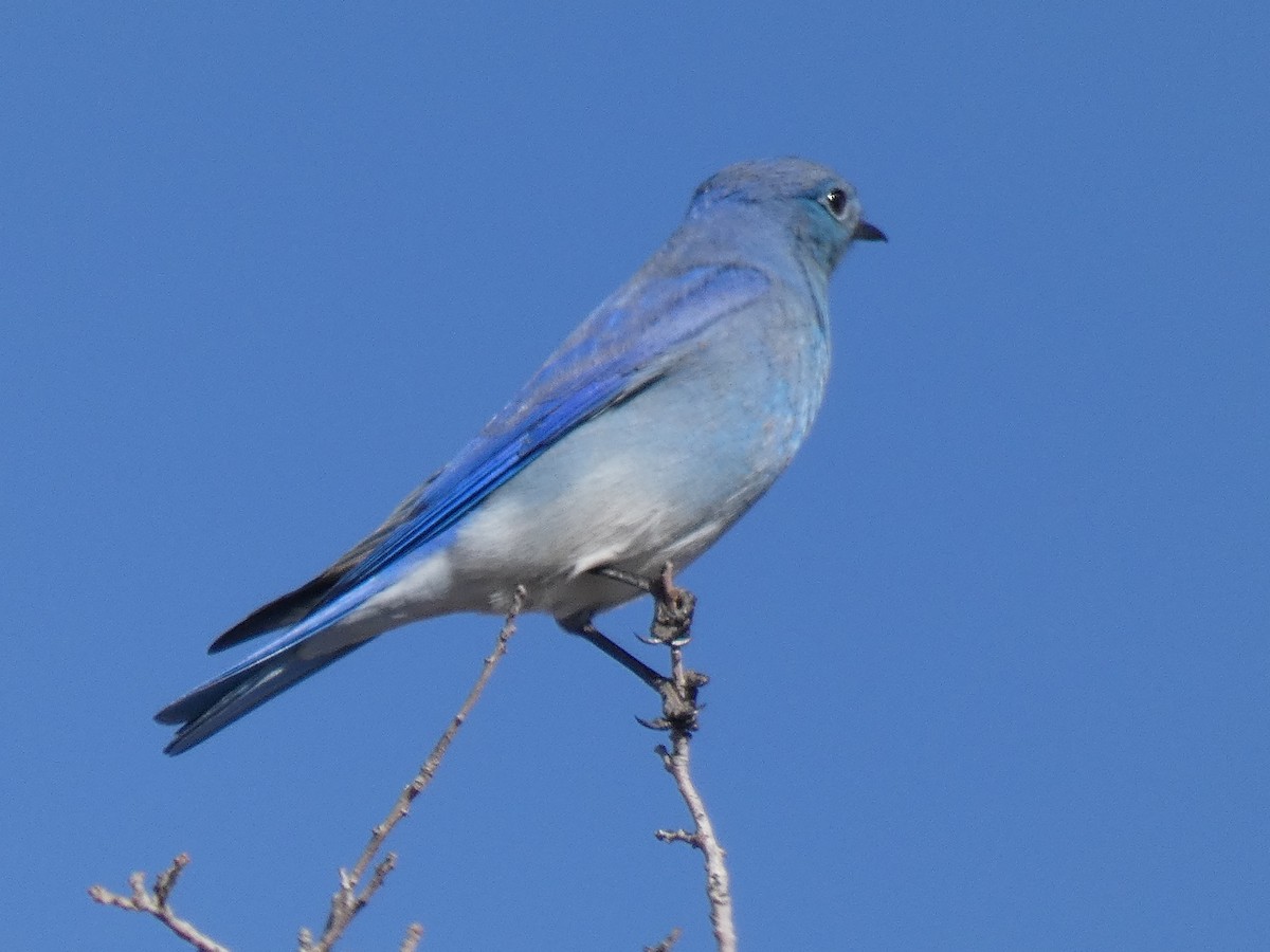 Mountain Bluebird - Steve Snyder