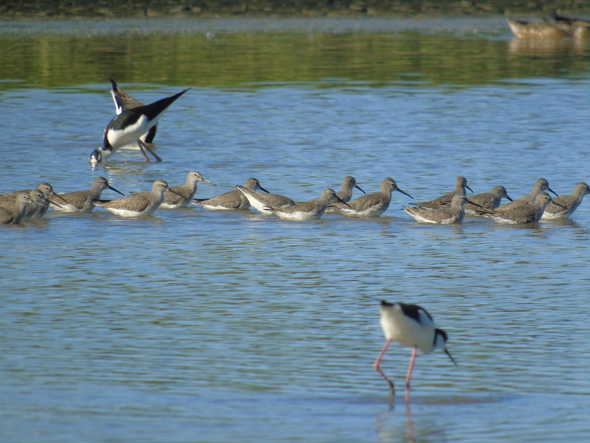 Stilt Sandpiper - ML510014931