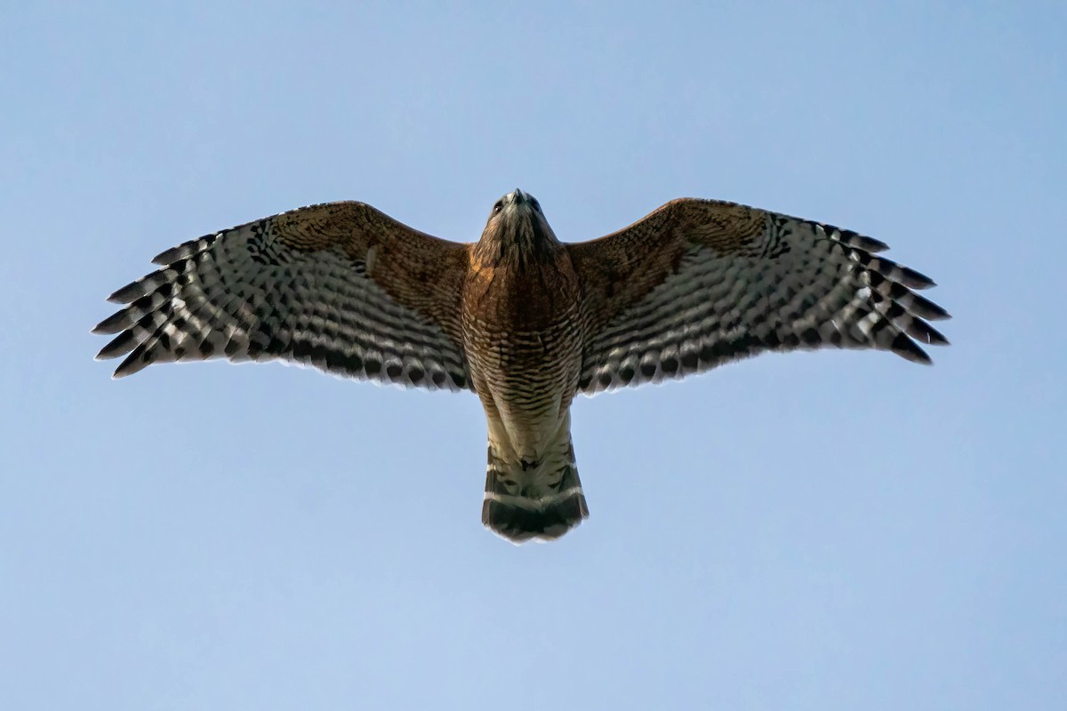 Red-shouldered Hawk - Pam Bruns & Ken Smith