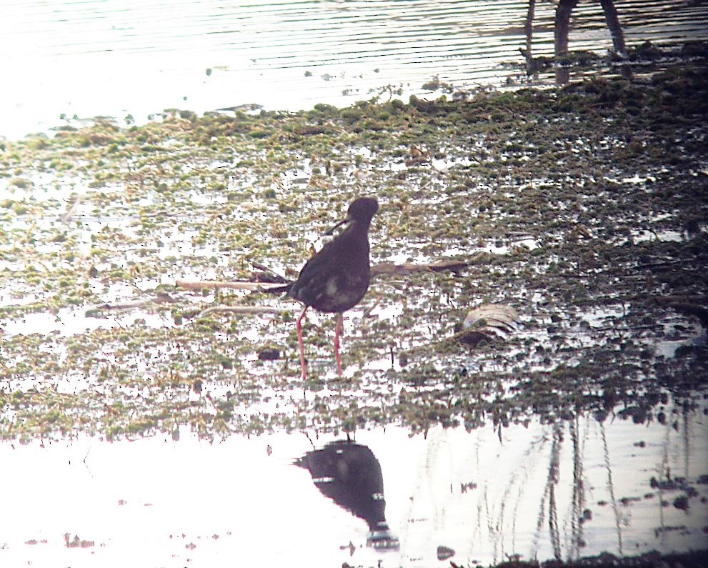 Black Stilt - ML510015901