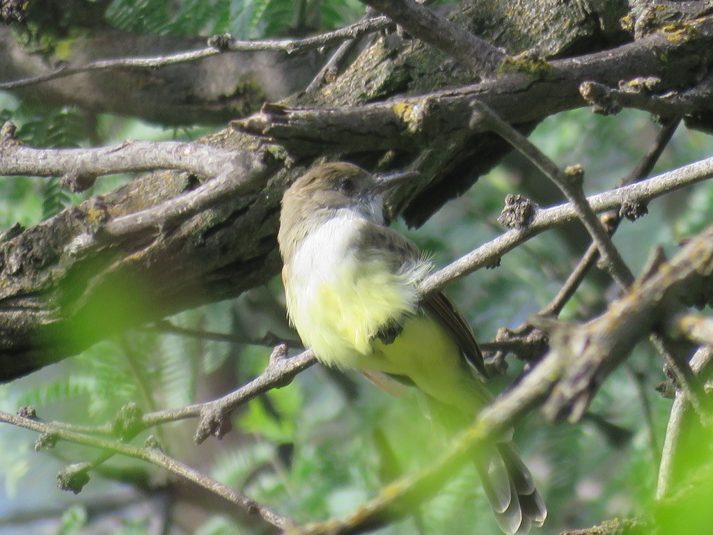 Dusky-capped Flycatcher - ML510017001