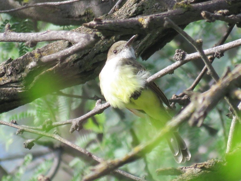 Dusky-capped Flycatcher - ML510017011