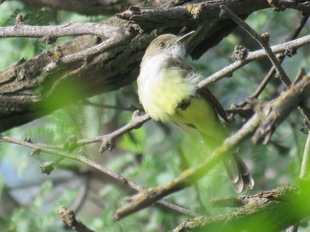 Dusky-capped Flycatcher - ML510017021