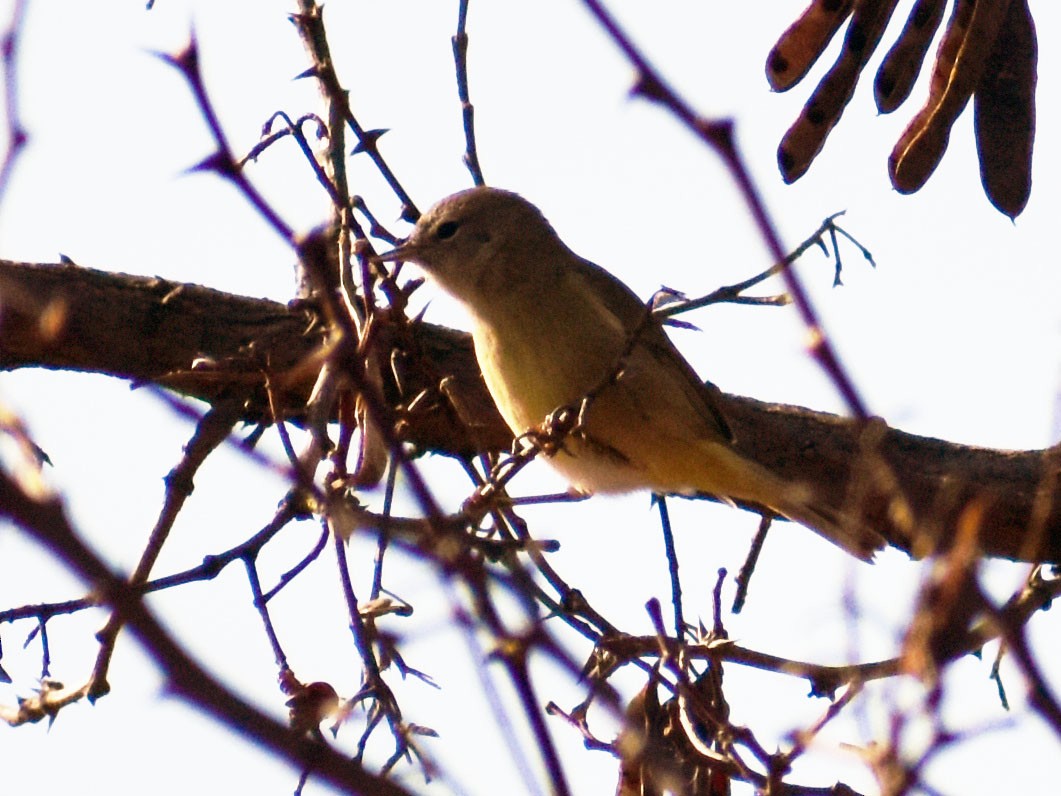 Orange-crowned Warbler - ML510017291