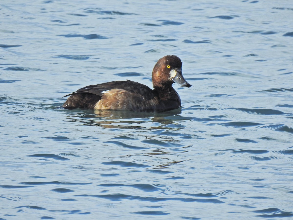Greater Scaup - ML510017311