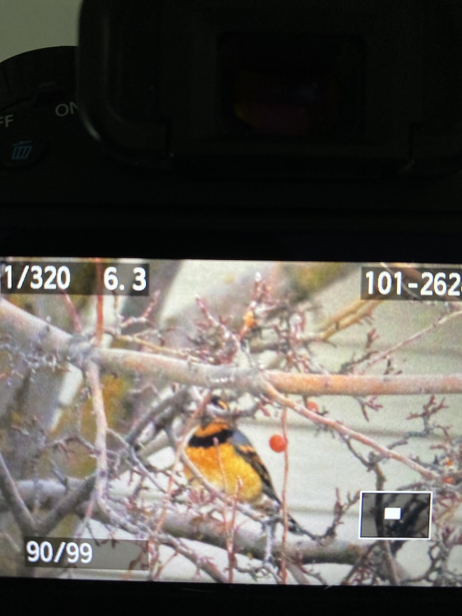 Varied Thrush - ML510017381