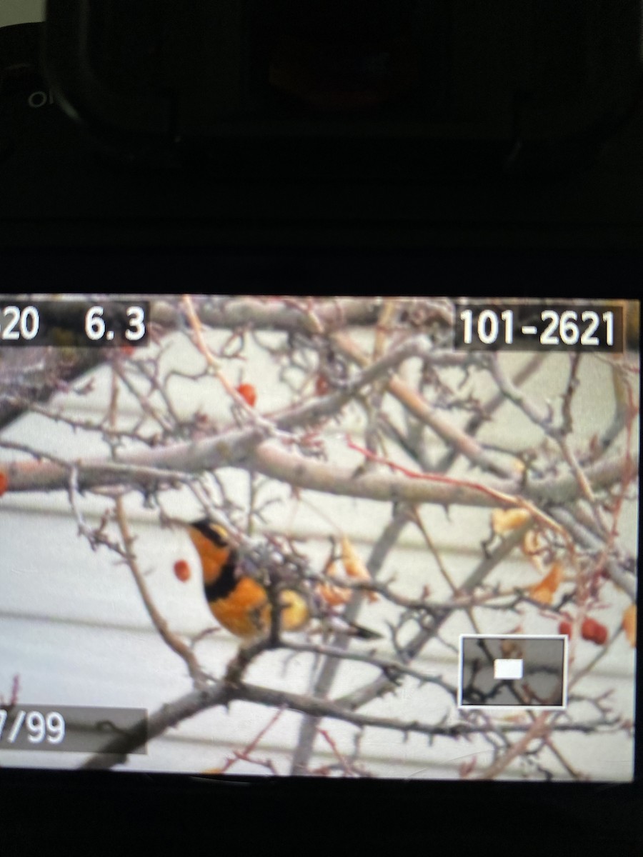 Varied Thrush - ML510017811