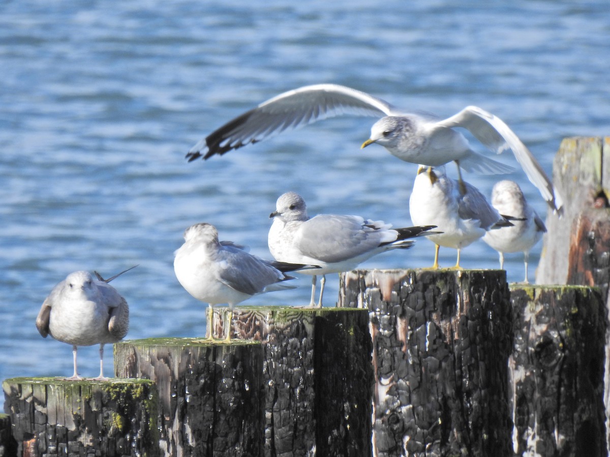 Short-billed Gull - ML510017891