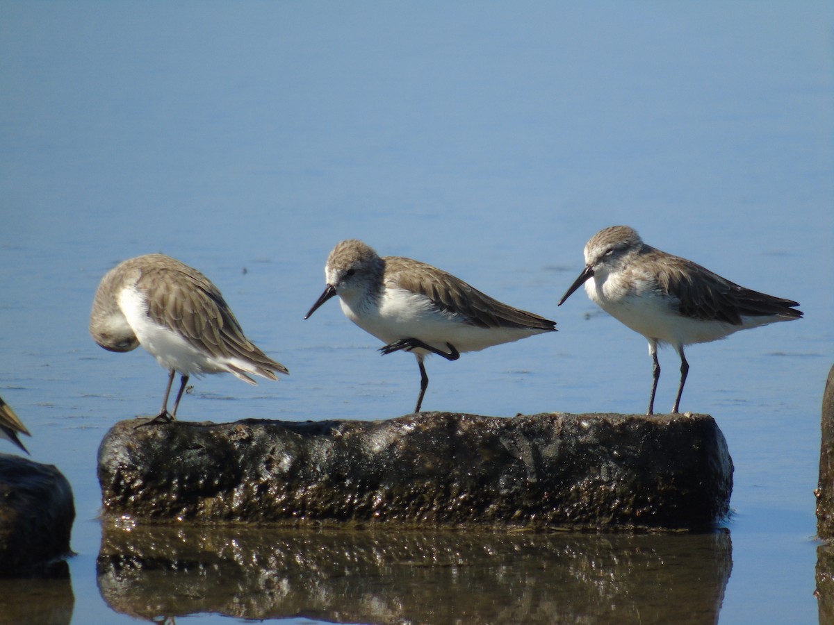 Semipalmated Sandpiper - ML510018041