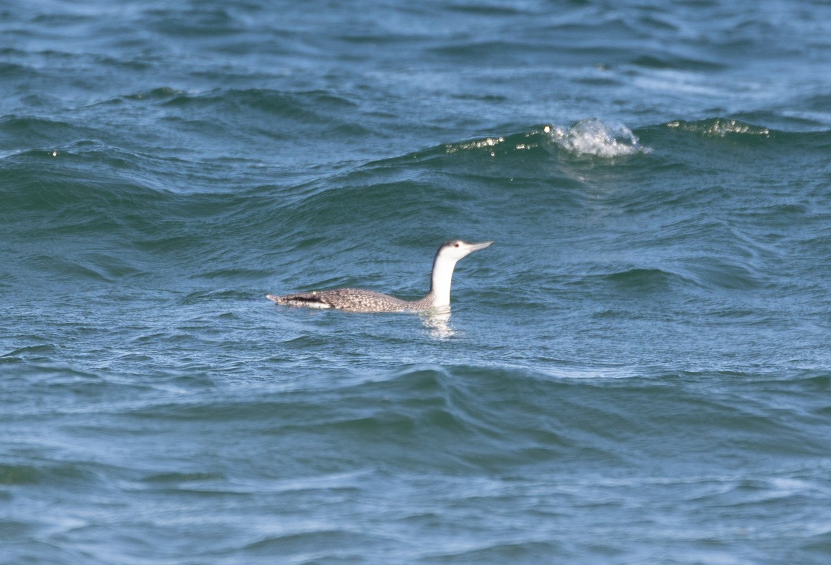 Red-throated Loon - ML510018511