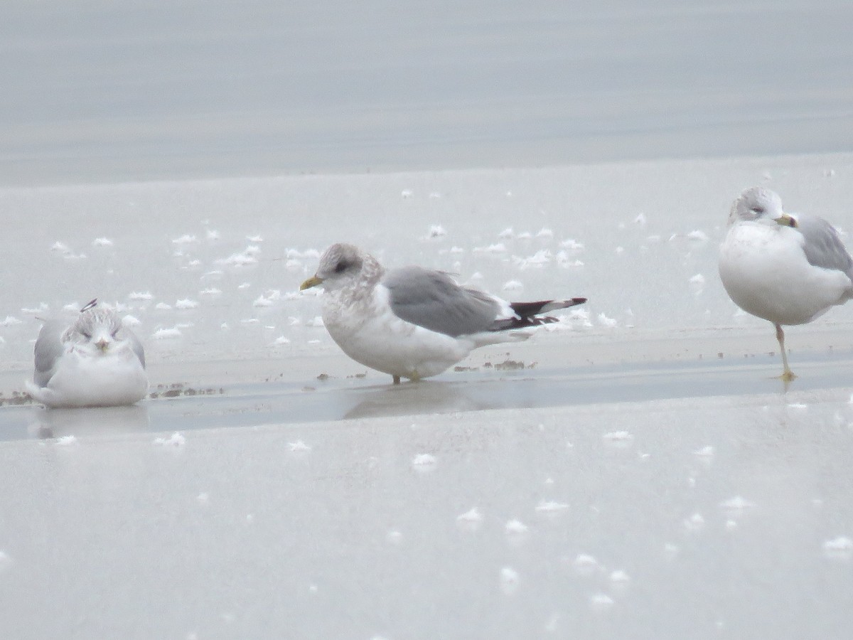 Short-billed Gull - ML510020091