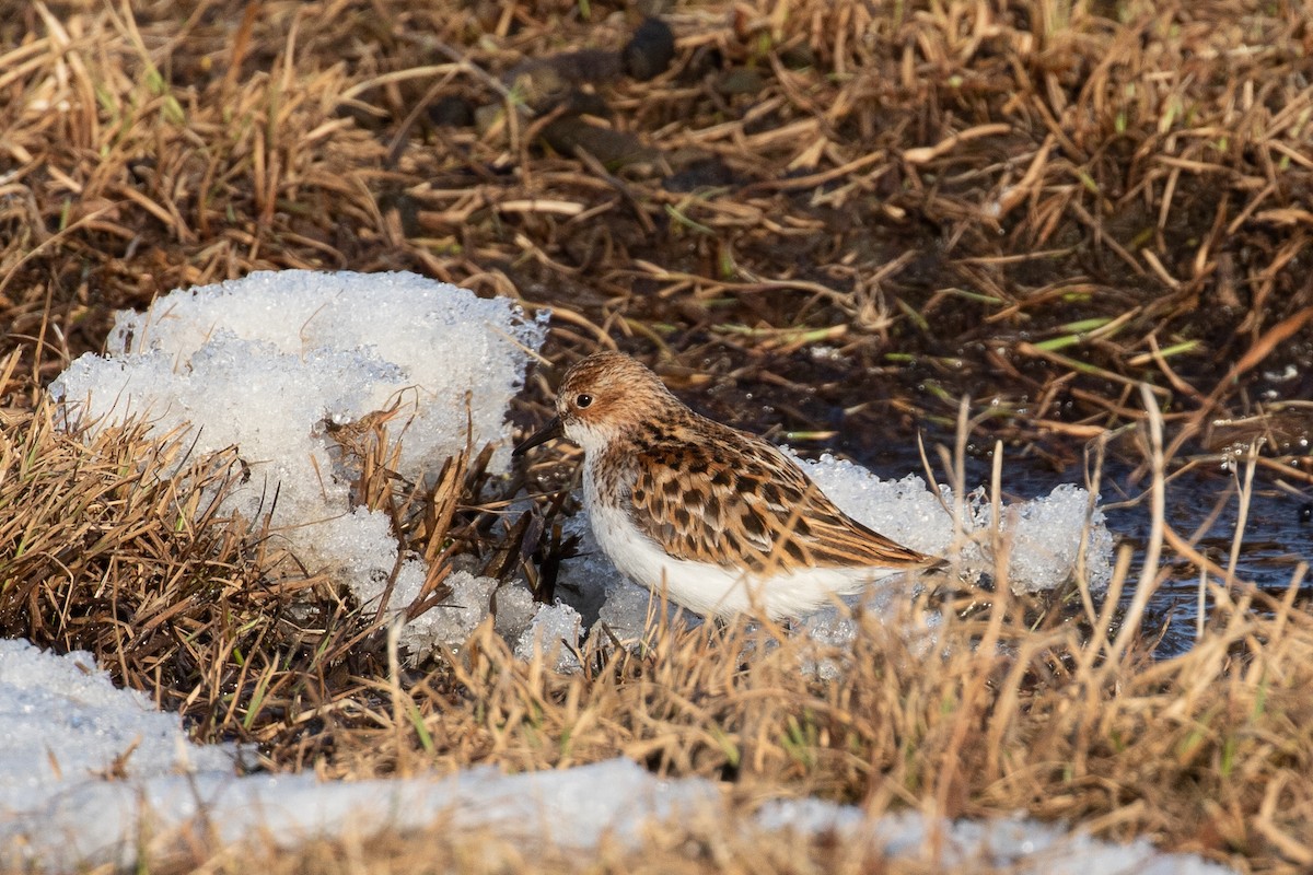 Little Stint - ML510020401