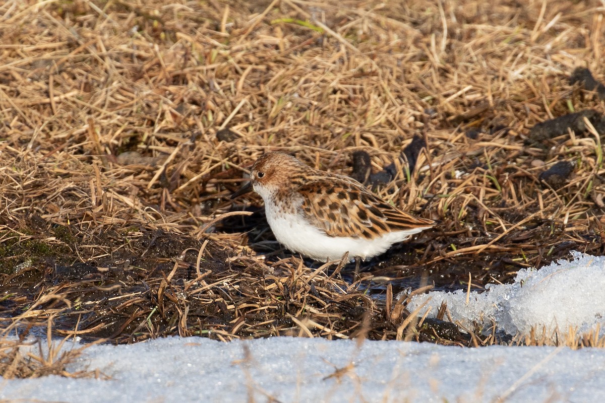 dvergsnipe - ML510020411