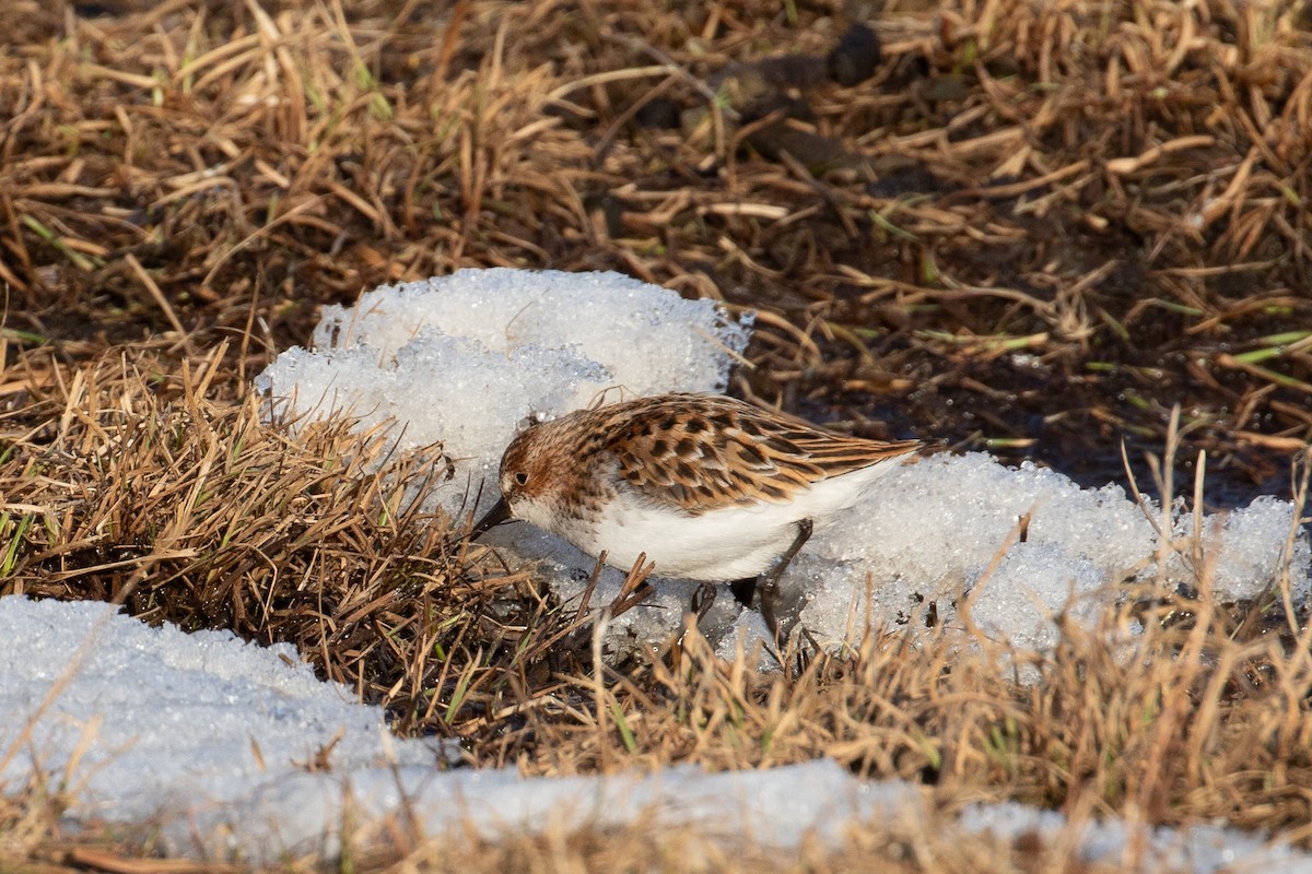 dvergsnipe - ML510020421