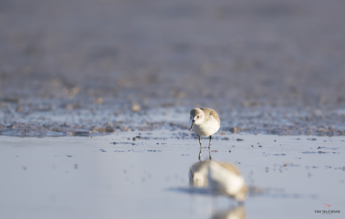 Western Sandpiper - ML510020911