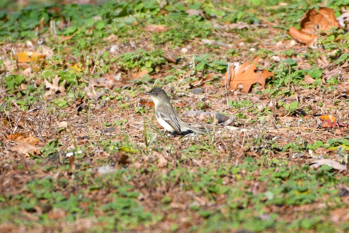 Eastern Phoebe - ML510021161