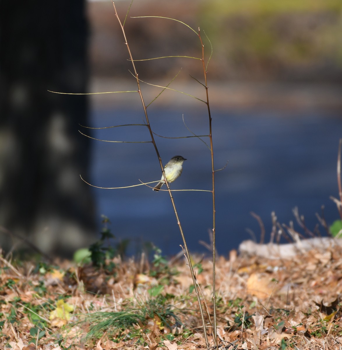 Eastern Phoebe - ML510021191