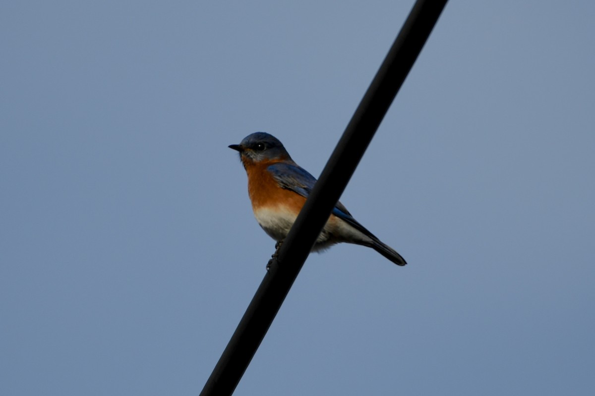 Eastern Bluebird - Angelica Becker