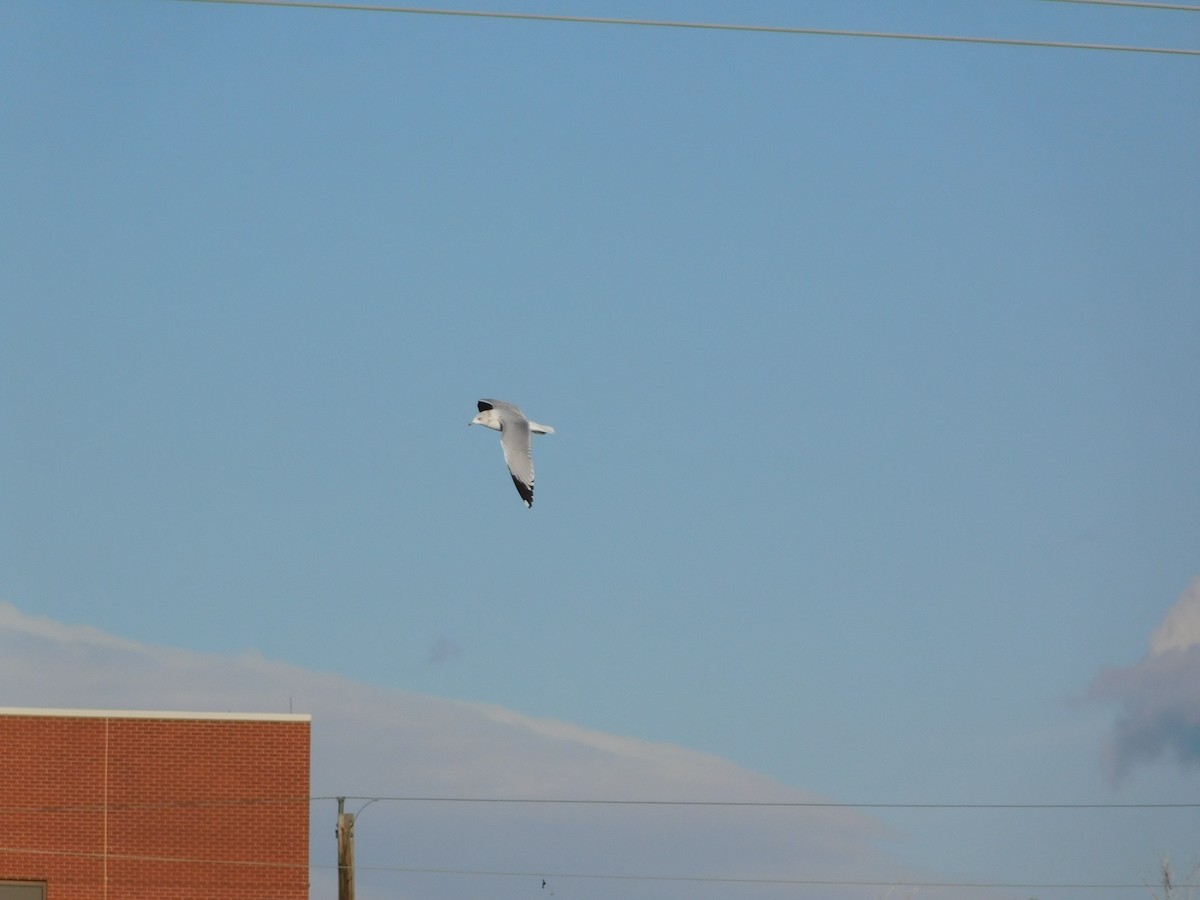 Ring-billed Gull - Patrick Morgan