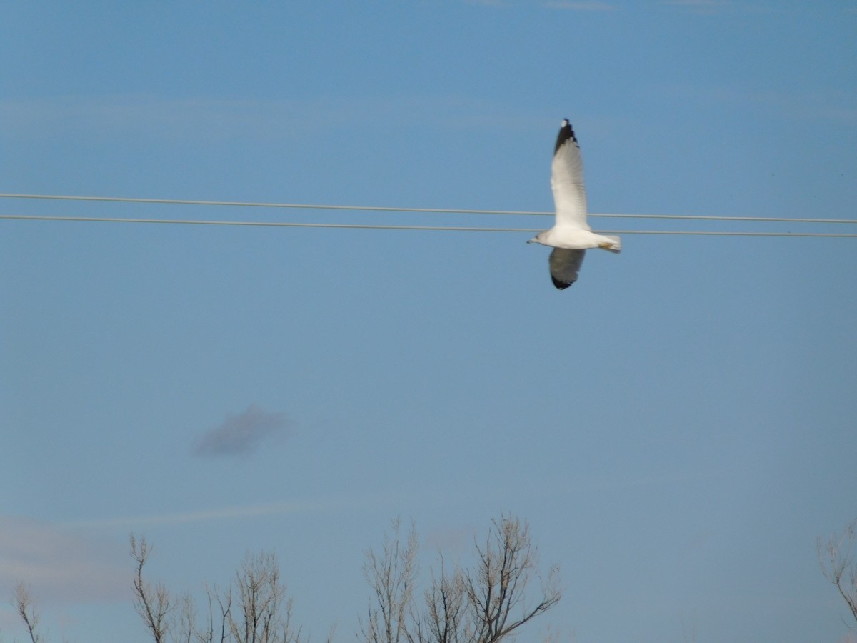 Ring-billed Gull - Patrick Morgan