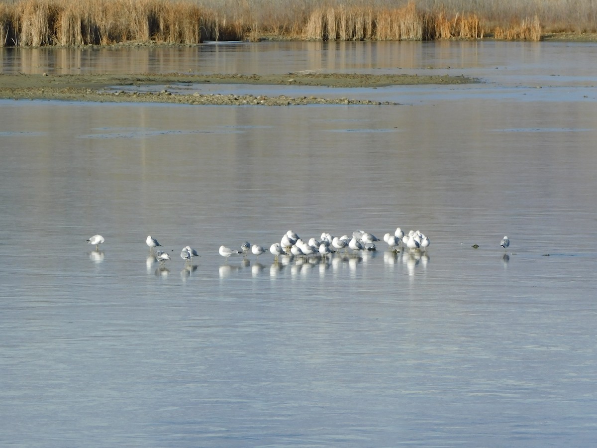 Goéland à bec cerclé - ML510021521