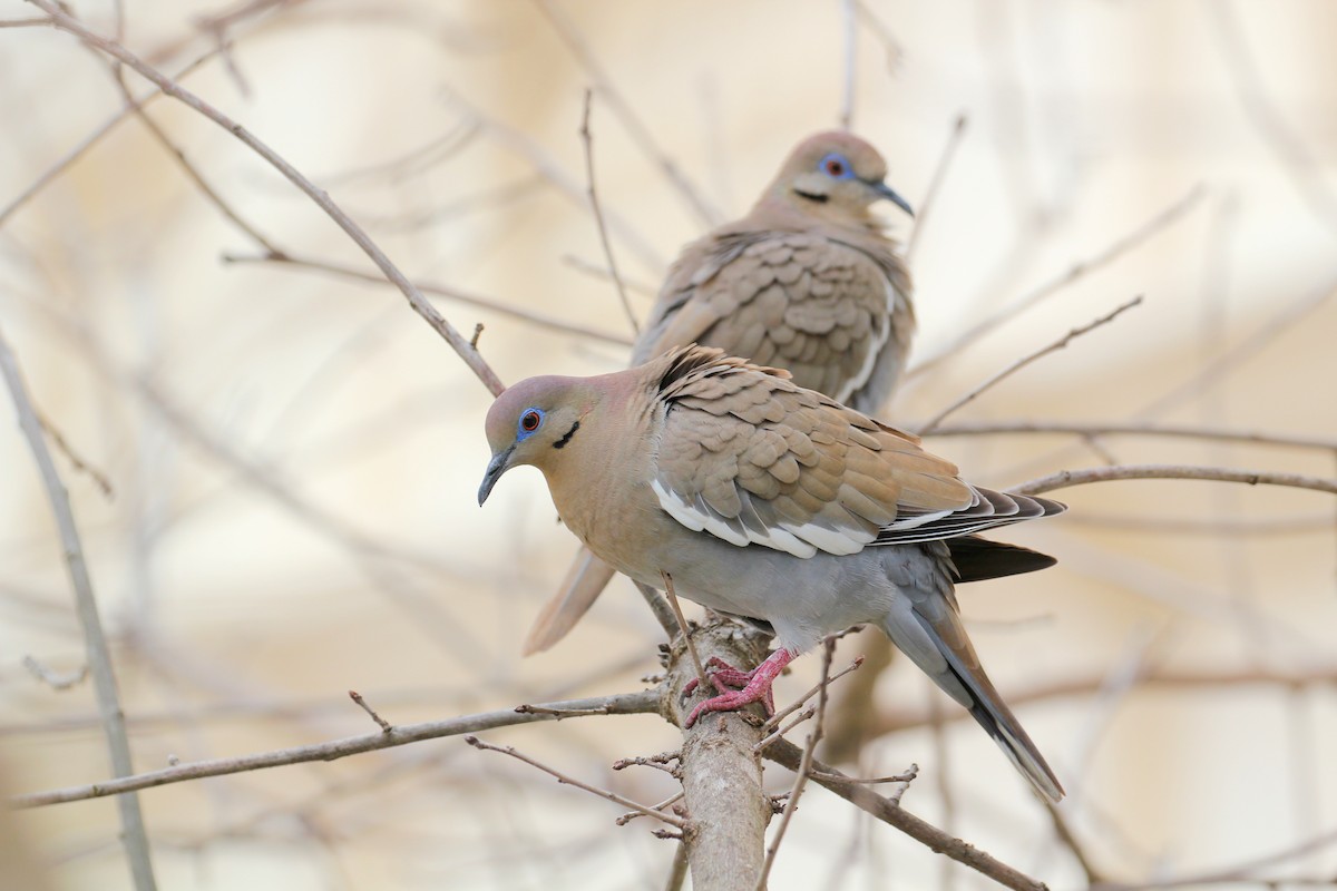 White-winged Dove - ML51002241