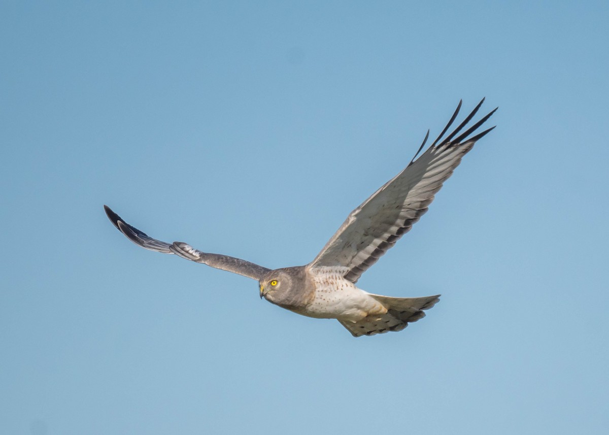 Northern Harrier - ML510023001