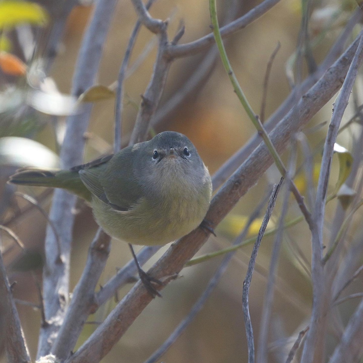 Orange-crowned Warbler - ML510023901