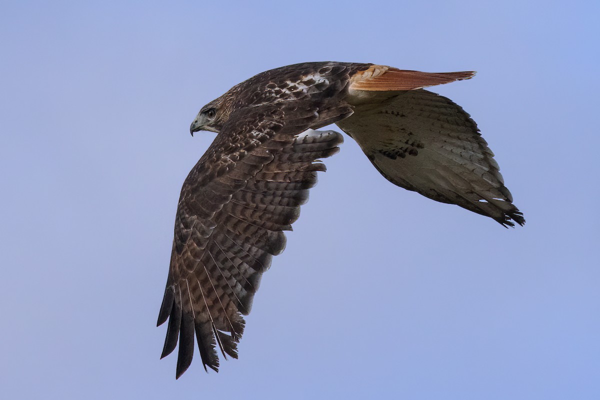 Red-tailed Hawk (borealis) - Steve Kelling