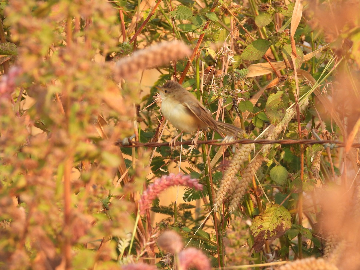 Plain Prinia - Kalyani Kapdi