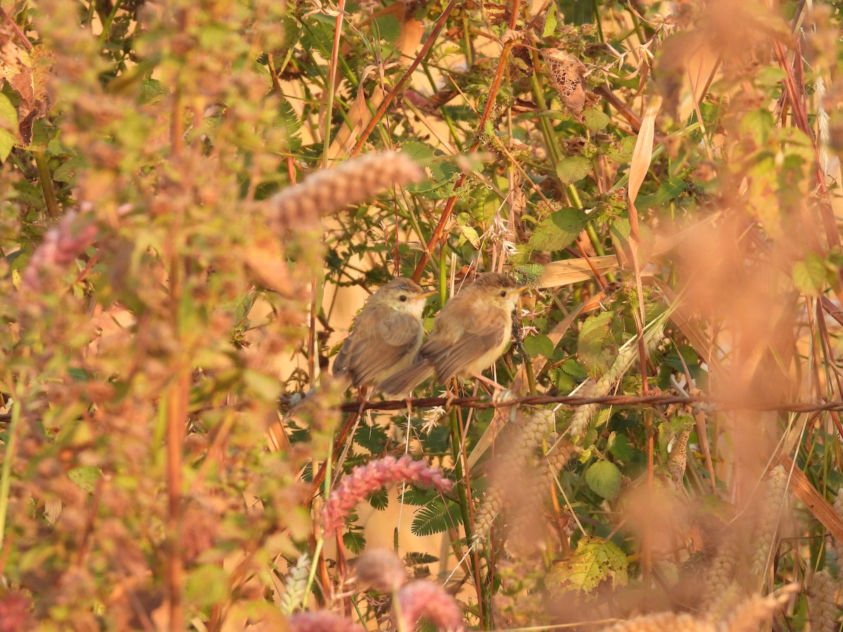 Plain Prinia - Kalyani Kapdi