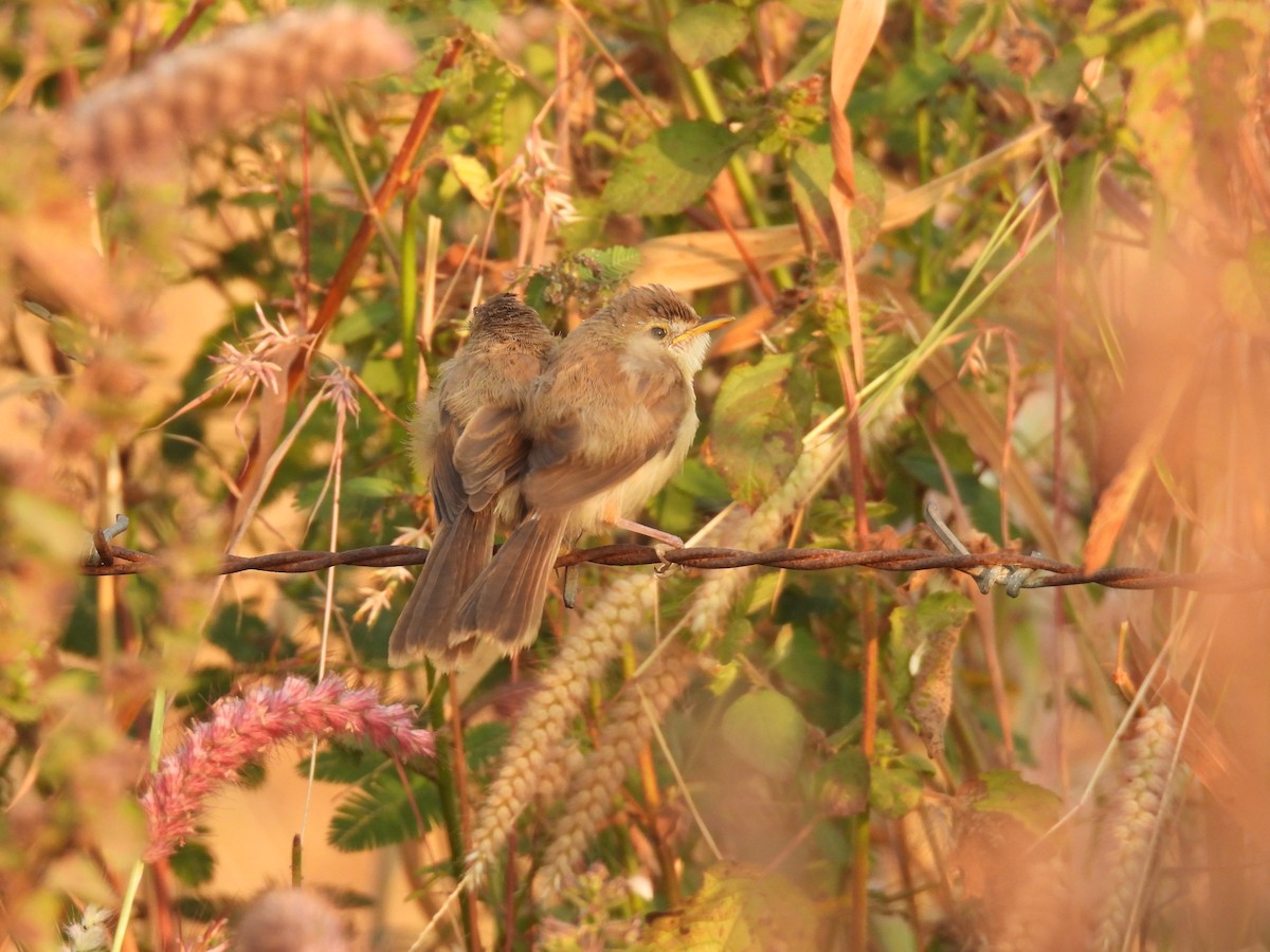 Plain Prinia - Kalyani Kapdi