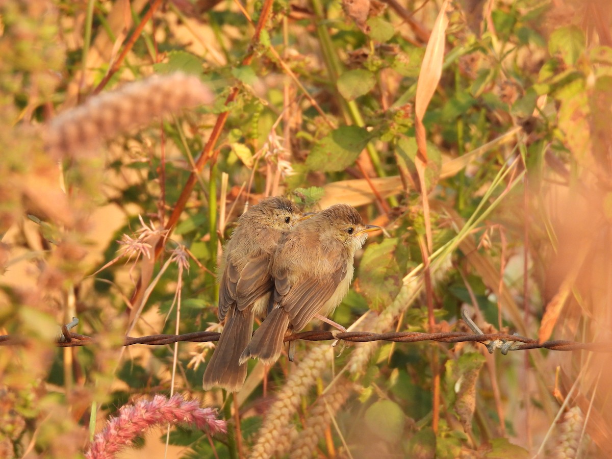 Plain Prinia - Kalyani Kapdi