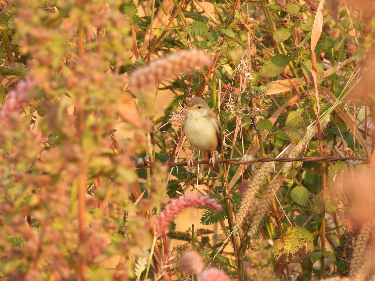 Plain Prinia - ML510024791