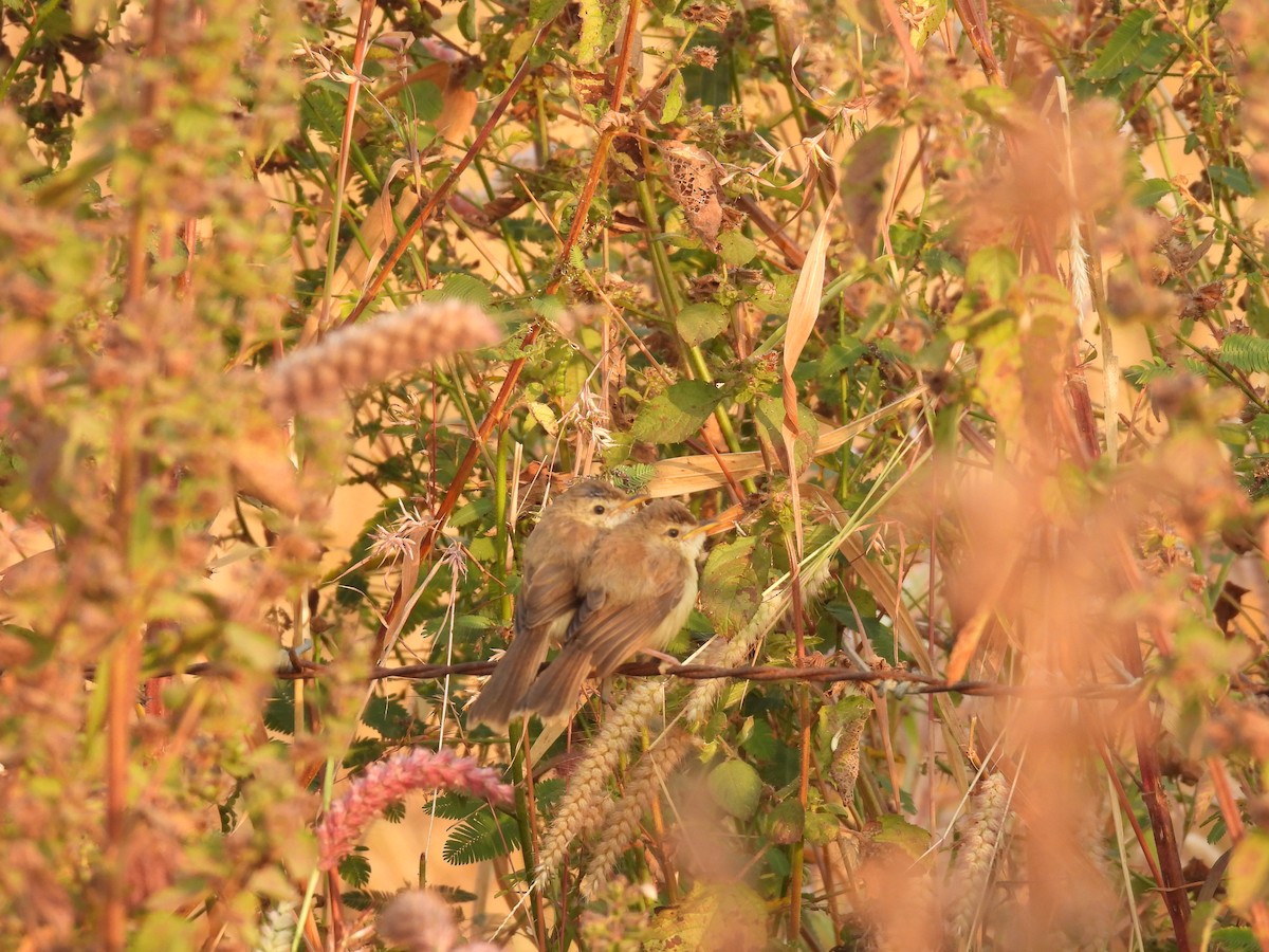 Plain Prinia - Kalyani Kapdi