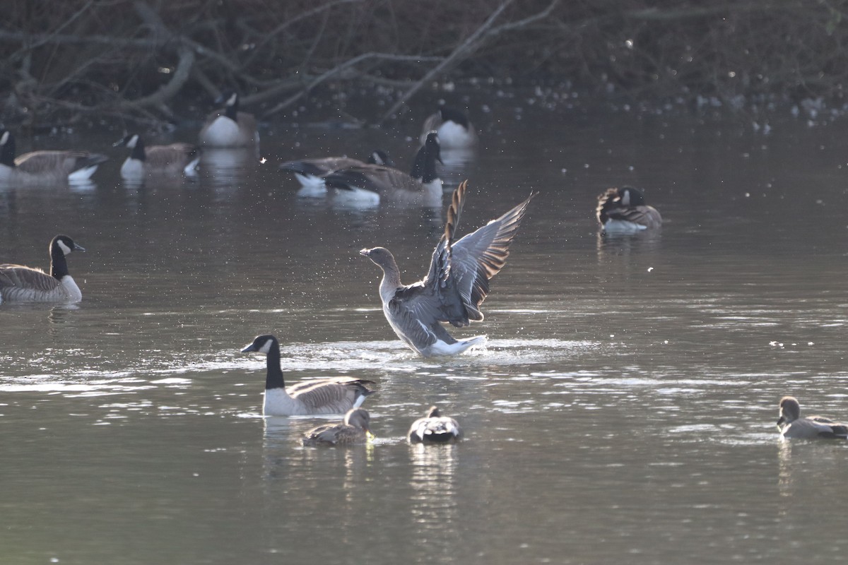 Pink-footed Goose - ML510025561