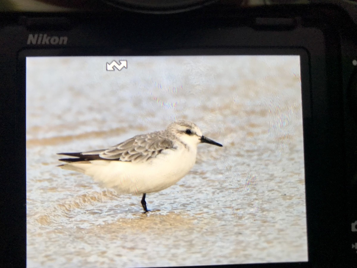 Sanderling - Michael Daley